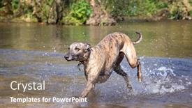  Presentation with english - PPT theme consisting of adult-brindled-whippet-runs-through background and a coral colored foreground