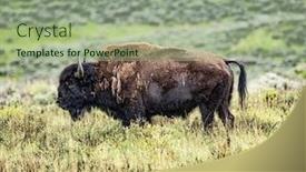  Presentation with yellowstone - Colorful PPT layouts enhanced with adult-buffalo-bull-in-yellowstone backdrop and a mint green colored foreground