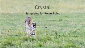  Presentation with cheetah - Beautiful presentation featuring adult-cheetah-acinonyx-jubatus-stretches backdrop and a mint green colored foreground