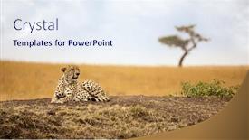  Presentation with cheetah - Colorful PPT layouts enhanced with adult-cheetah-acinonyx-jubatus-watches backdrop and a sky blue colored foreground