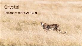  Presentation with cheetah - Audience pleasing PPT theme consisting of adult-cheetah-acinonyx-jubatus backdrop and a lemonade colored foreground