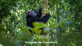  Presentation with climbing - PPT theme enhanced with adult-chimpanzee-pan-troglodytes-climbing background and a tawny brown colored foreground
