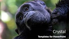  Presentation with uganda - PPT layouts consisting of adult-chimpanzee-pan-troglodytes-looks background and a black colored foreground