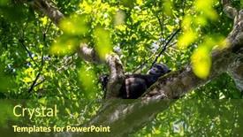  Presentation with uganda - PPT theme featuring adult-chimpanzee-pan-troglodytes-reclining background and a tawny brown colored foreground