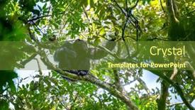  Presentation with uganda - PPT layouts having adult-chimpanzee-pan-troglodytes-sitting background and a tawny brown colored foreground