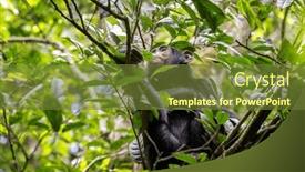  Presentation with uganda - Presentation design with adult-chimpanzee-pan-troglodytes-sitting background and a tawny brown colored foreground