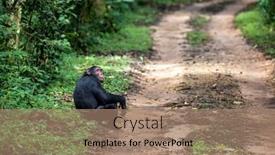  Presentation with uganda - Slide deck with adult-chimpanzee-pan-troglodytes background and a coral colored foreground