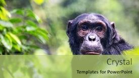  Presentation with tropical rainforest - Presentation consisting of adult-chimpanzee-pan-troglodytes background and a mint green colored foreground