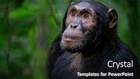  Presentation with tropical rainforest - PPT theme consisting of adult-chimpanzee-pan-troglodytes background and a wine colored foreground