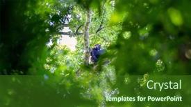  Presentation with uganda - Slide deck enhanced with adult-chimpanzee-pan-troglodytes background and a forest green colored foreground