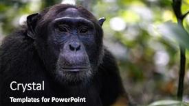  Presentation with tropical rainforest - Presentation with adult-chimpanzee-pan-troglodytes background and a black colored foreground