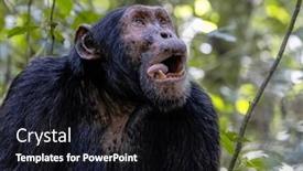  Presentation with uganda - Theme having adult-chimpanzee-pan-troglodytes background and a wine colored foreground