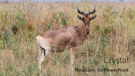  Presentation with kenya - Audience pleasing slide deck consisting of adult-cokes-hartebeest-alcelaphus-buselaphus backdrop and a coral colored foreground