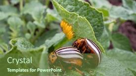  Presentation with beetles rhinoceros beetle rhino beetle - PPT theme having adult-colorado-potato-beetles-leptinotarsa background and a tawny brown colored foreground