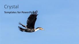  Presentation with kenya - Cool new slide set with adult-cormorant-in-flight-against backdrop and a light blue colored foreground
