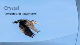  Presentation with kenya - Presentation design enhanced with adult-cormorant-in-flight-against background and a light blue colored foreground