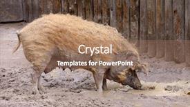  Presentation with pig - Colorful slides enhanced with adult dirty pig in a pigsty backdrop and a coral colored foreground