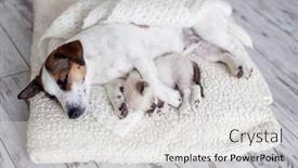  Presentation with dog cat - Slide deck having adult-dog-and-little-cat background and a  colored foreground