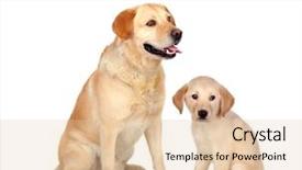  Presentation with sitting teddy bear isolated - Amazing slide deck having adult dog with puppy sitting backdrop and a lemonade colored foreground