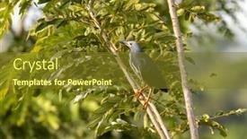  Presentation with uganda - Presentation featuring adult-dwarf-bittern-ixobrychus-sturmii background and a tawny brown colored foreground