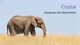  Presentation with oat - Theme featuring adult-elephant-walks-through background and a sky blue colored foreground