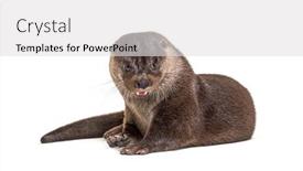  Presentation with european union cohesion - Slides featuring adult-european-otter-isolated background and a light gray colored foreground