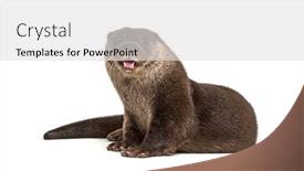 Presentation with bulgaria in european union - Amazing presentation theme having adult-european-otter-looking backdrop and a light gray colored foreground