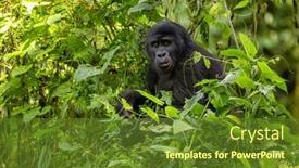 Presentation with uganda - Slide set consisting of adult-female-gorilla-gorilla-beringei background and a tawny brown colored foreground