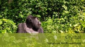  Presentation with family heritage - PPT layouts with adult-female-gorilla-gorilla-beringei background and a gold colored foreground