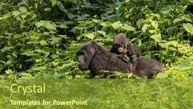  Presentation with members - Presentation featuring adult-female-gorilla-with-baby background and a tawny brown colored foreground