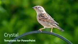  Presentation with population - Beautiful slide deck featuring adult-female-house-sparrow-passer backdrop and a forest green colored foreground