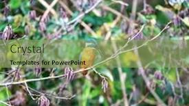  Presentation with river kingfisher - Colorful PPT layouts enhanced with adult-female-kingfisher-alcedo-atthis backdrop and a seafoam green colored foreground