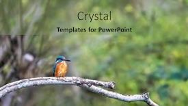  Presentation with river kingfisher - Cool new theme with adult-female-kingfisher-alcedo-atthis backdrop and a seafoam green colored foreground