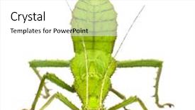  Presentation with jungle - Slide deck having adult female malayan jungle nymph background and a white colored foreground