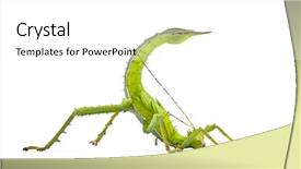  Presentation with tiger in a jungle - Presentation theme consisting of adult female malayan jungle nymph background and a white colored foreground