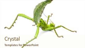  Presentation with female hypnotist - Colorful slide set enhanced with confectionery - salted caramel with pumpkin puree backdrop and a light gray colored foreground