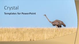  Presentation with sky blue - Slides enhanced with adult-female-ostrich-struthio-camelus background and a light blue colored foreground