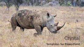  Presentation with kenya - Colorful presentation design enhanced with adult female white rhino backdrop and a coral colored foreground