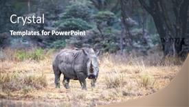 Presentation with kenya - Slide set with adult female white rhinoceros standing in a clearing of the fever tree forest of lake nakuru kenya background and a dark gray colored foreground
