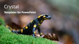  Presentation with forest fire - PPT theme with adult-fire-salamander-on-green background and a  colored foreground