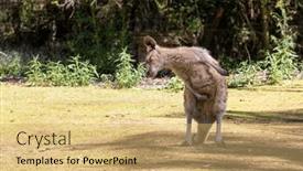  Presentation with kangaroo - Slides with adult-forester-kangaroo-macropus-giganteus background and a yellow colored foreground
