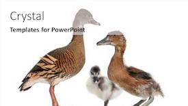  Presentation with old days - PPT theme enhanced with adult-fulvous-whistling-duck background and a white colored foreground