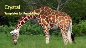  Presentation with technology in adult education - Audience pleasing presentation consisting of adult giraffe backdrop and a tawny brown colored foreground