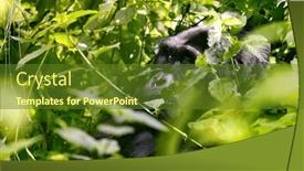  Presentation with eye cataract - Presentation theme featuring adult-gorilla-gorilla-berengei-berengei background and a tawny brown colored foreground