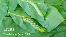  Presentation with green leaves - Slide deck featuring adult green caterpillar of death background and a ocean colored foreground