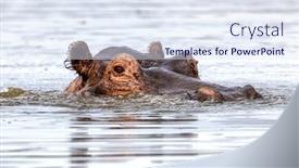  Presentation with uganda - Presentation theme with adult-hippopotamus-hippopotamus-amphibius-emerges background and a sky blue colored foreground