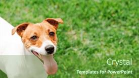  Presentation with green lawn - PPT layouts consisting of adult-jack-russel-terrier-puppy and a tawny brown colored foreground