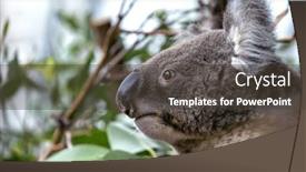  Presentation with eucalyptus australia - Slide deck enhanced with adult-koala-phascolarctos-cinereus background and a  colored foreground