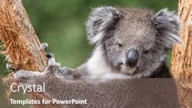  Presentation with eucalyptus australia - PPT layouts consisting of adult-koala-phascolarctos-cinereus background and a gray colored foreground
