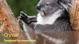  Presentation with eucalyptus australia - Slide deck with adult-koala-phascolarctos-cinereus background and a tawny brown colored foreground